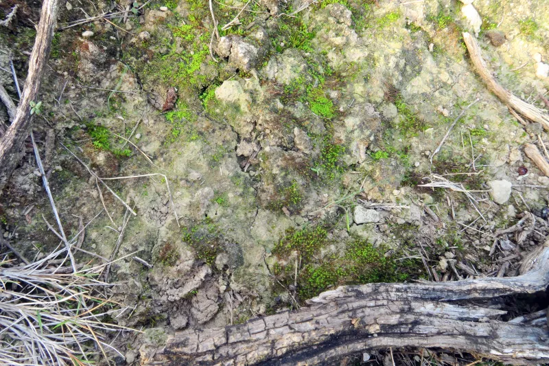 Biatorella fossarum 1 - IMG_4875